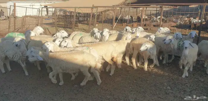 ذبايح حري سواكني تيوس مسلخ بالموقع مجهز شاهد التقييمات 7