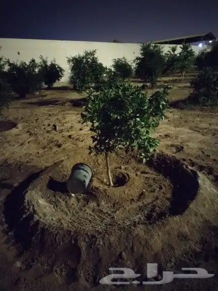 زراعه اشجار وتنسيق حدائق من قص وتسميد 8