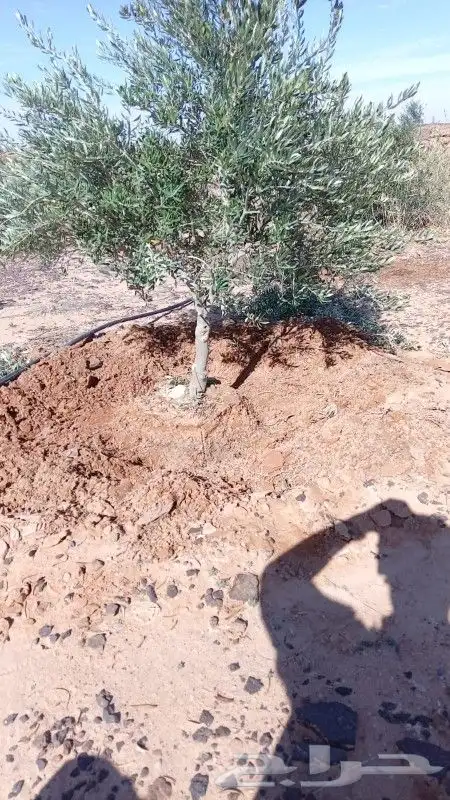 للبيع زيتون نيبالي درجه اولى 2