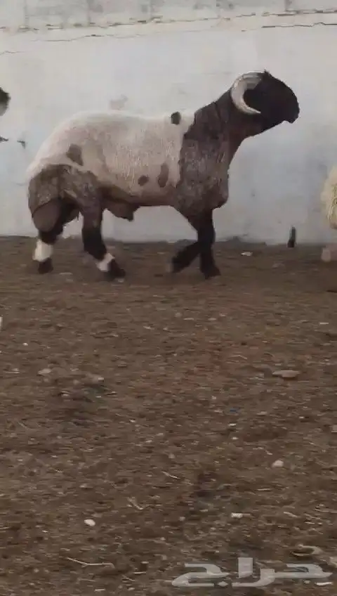 فحل نعيم صنف مشروط للبيع 1