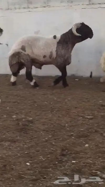 فحل نعيم صنف مشروط للبيع 2