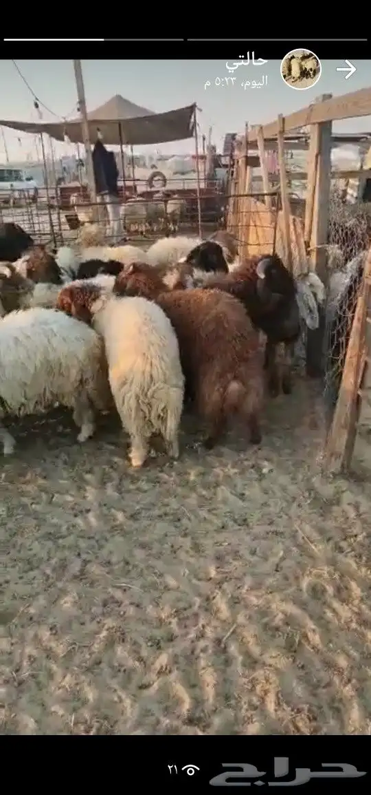 اضاحي 7