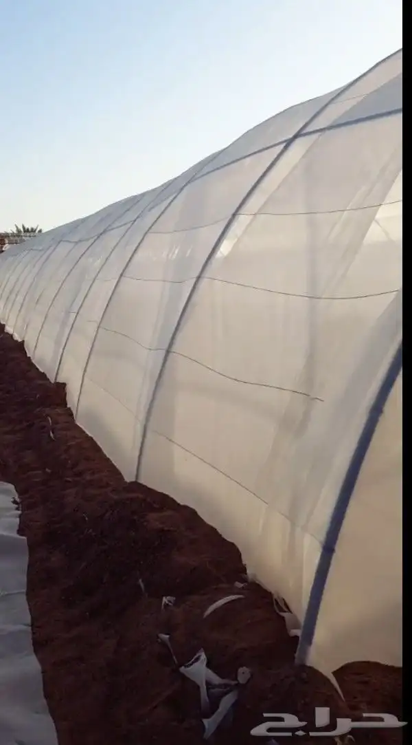 مطلوب بيوت محميه اجار 0