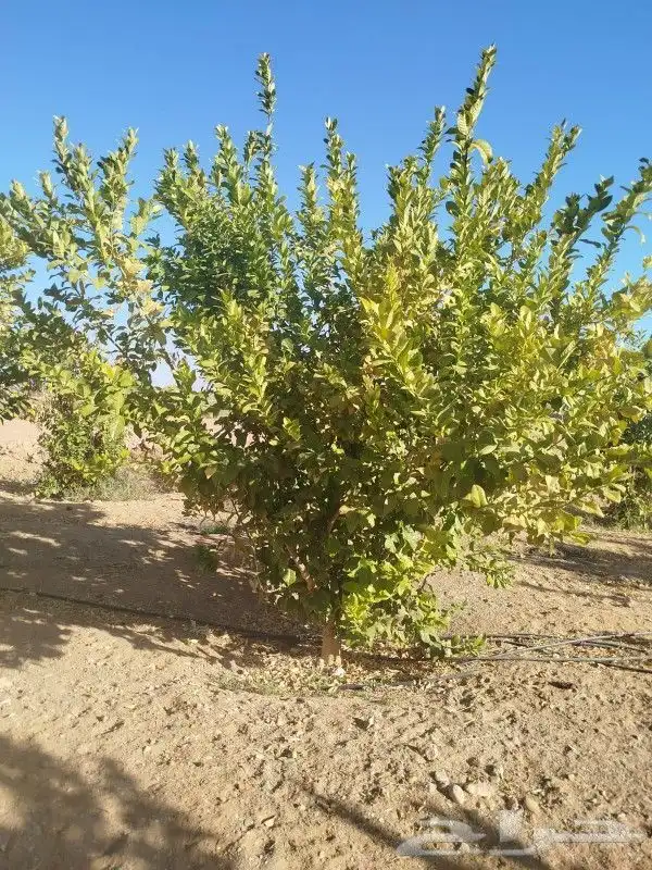 يوجد لدينا يوسف فندي ليمون برتقال بو صره تين رمان عنب وجميع 0