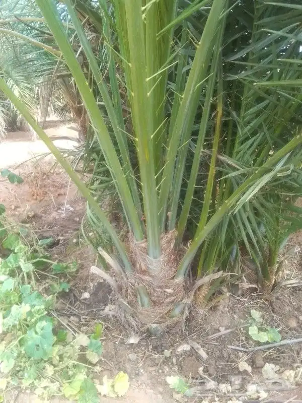 يوجد لدينا فروخ وجثايث طيبه 1