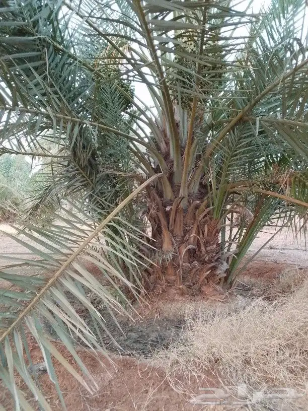 يوجد لدينا فروخ وجثايث طيبه 0