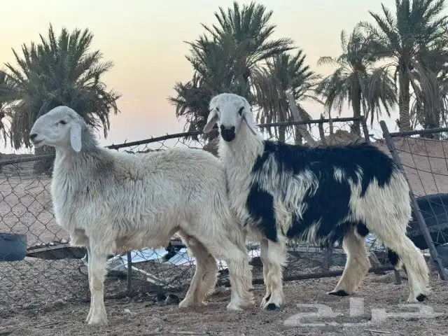 خرفان اضاحي مغلقه 0