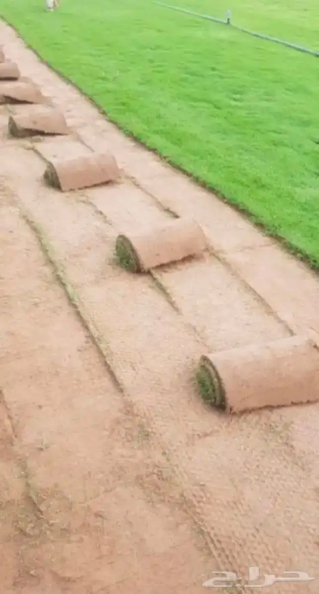 للبيع نجيله خضراء طبيعي 3