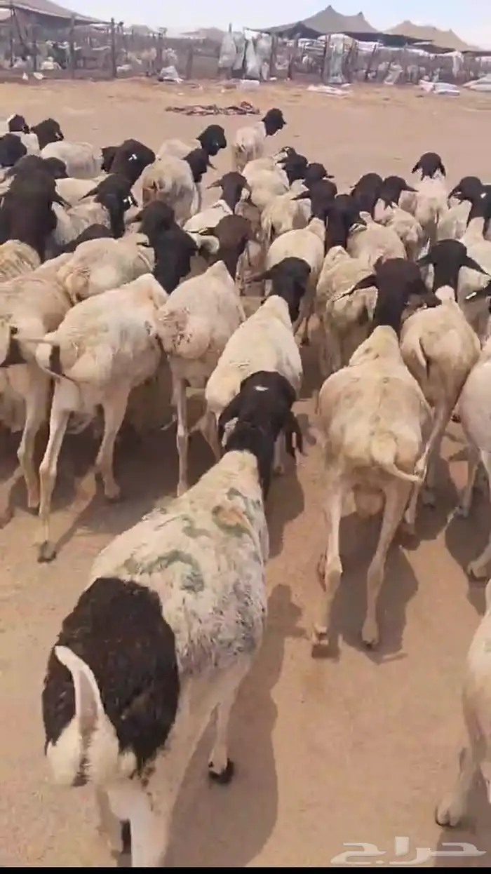 عرض اضاحي العيد 750ريال 2