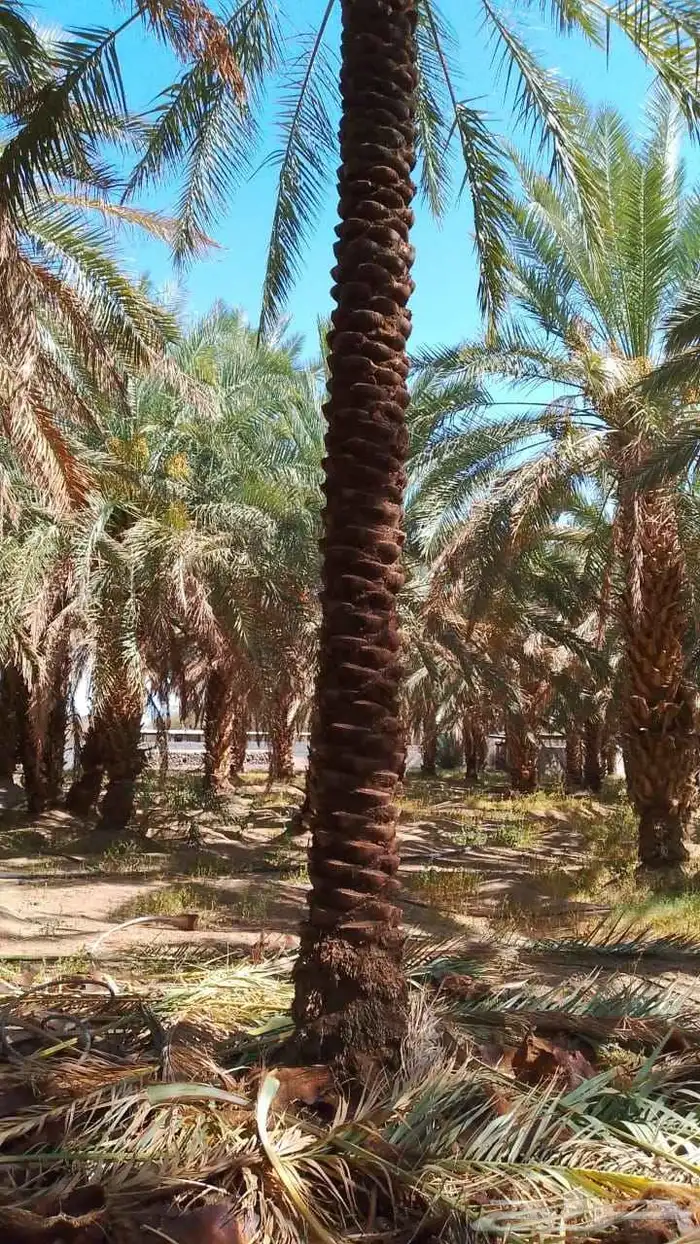 نخل طويل منوع 4