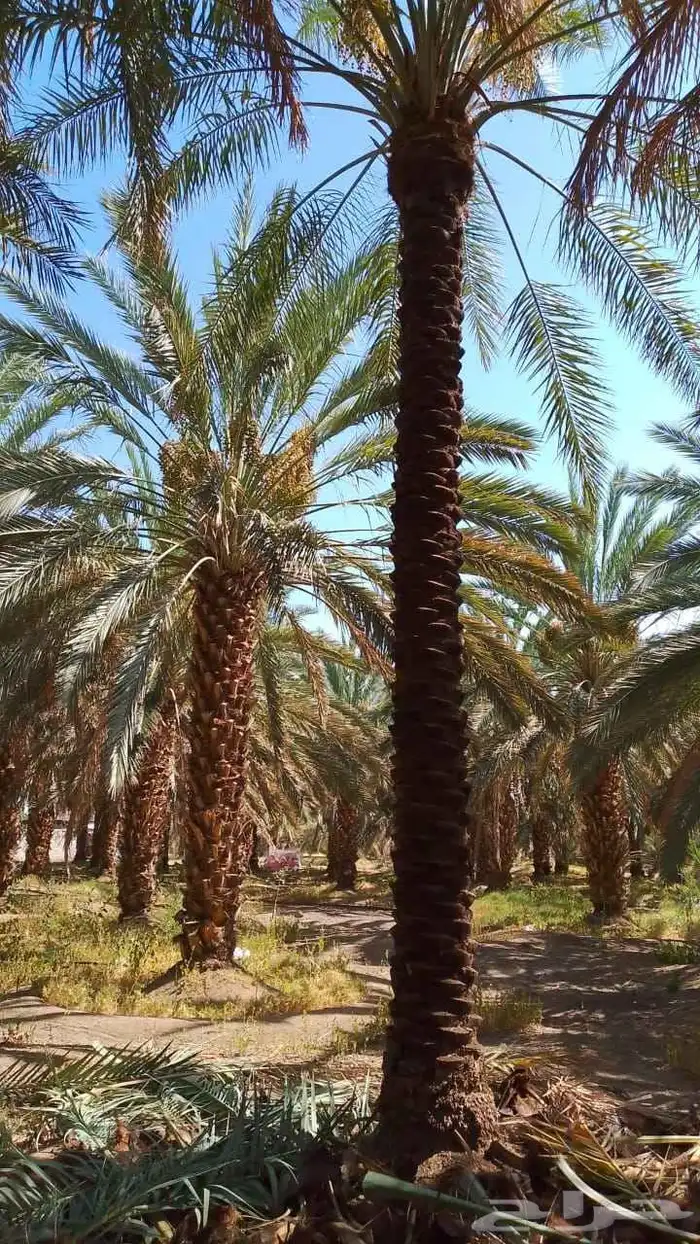 نخل طويل منوع 5