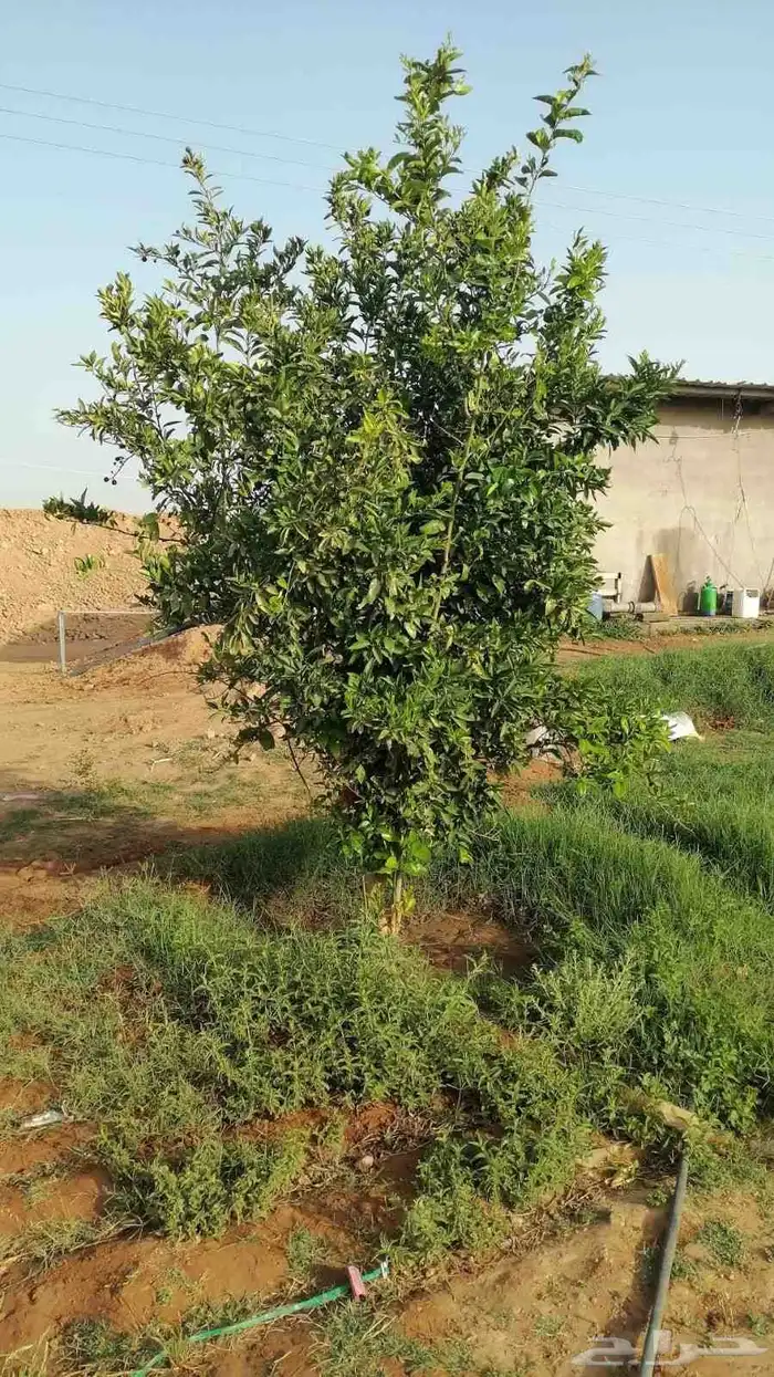 يوجد لدينا يوسف فندي ليمون برتقال بو صره تين رمان عنب وجميع 1