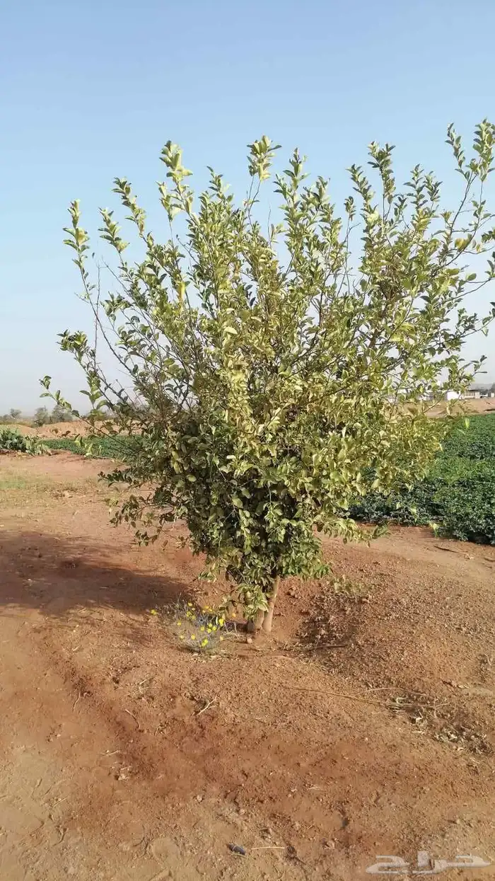 يوجد لدينا يوسف فندي ليمون برتقال بو صره تين رمان عنب وجميع 2