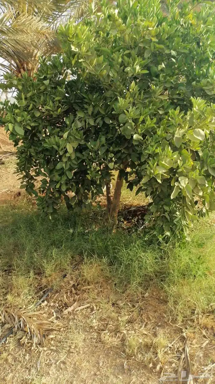 يوجد لدينا يوسف فندي ليمون برتقال بو صره تين رمان عنب وجميع 3