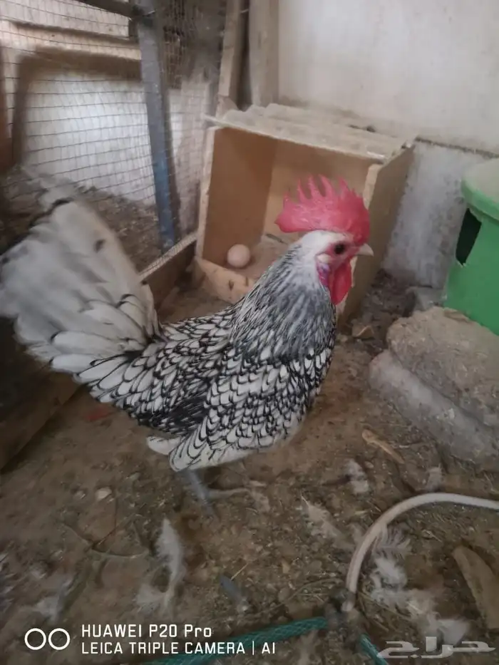 جوز دجاج سبرايت(بياض) 0