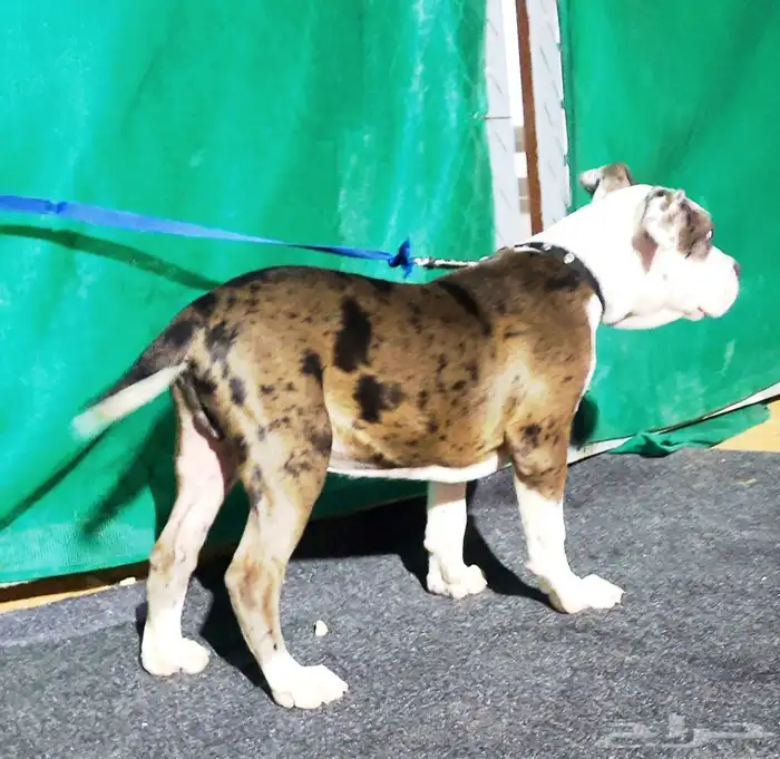 امريكان بولي XL ميرل American bully Marle 1