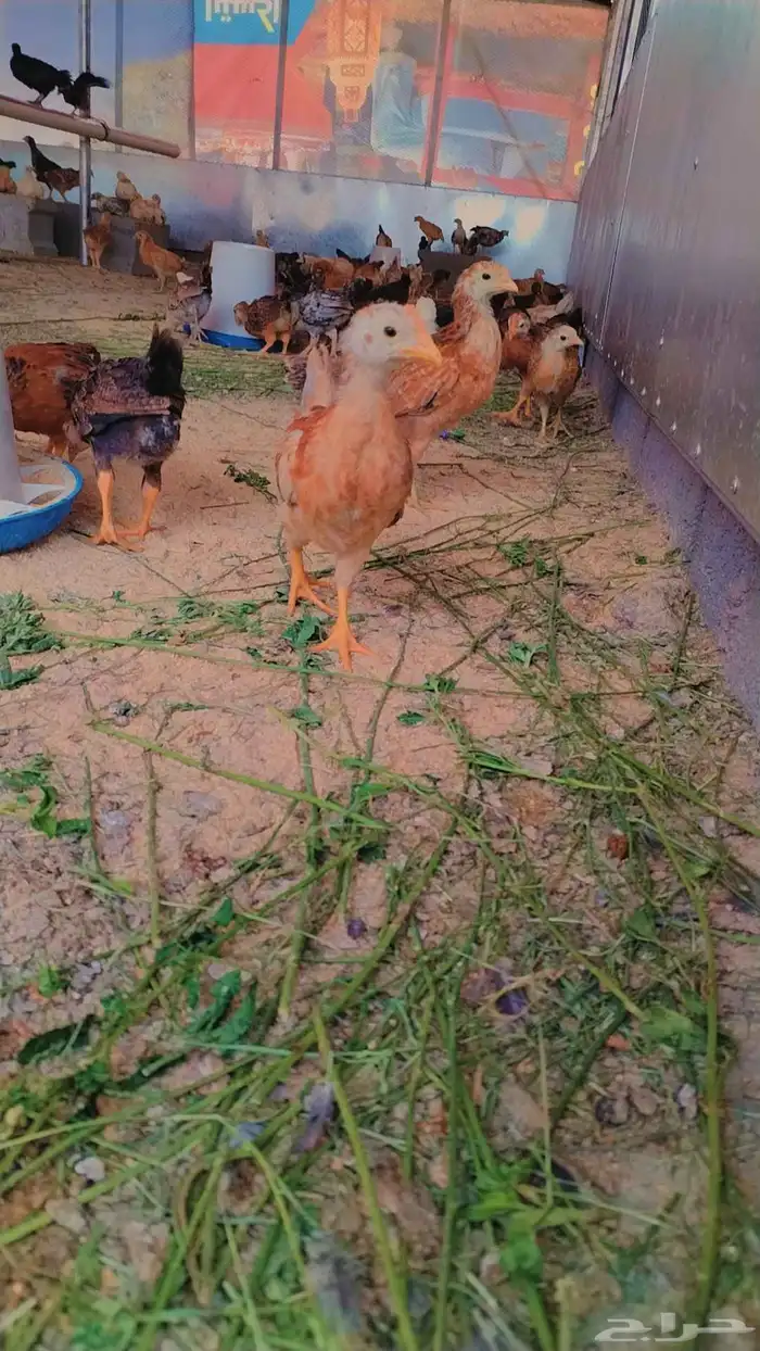 صوص بلدي 1