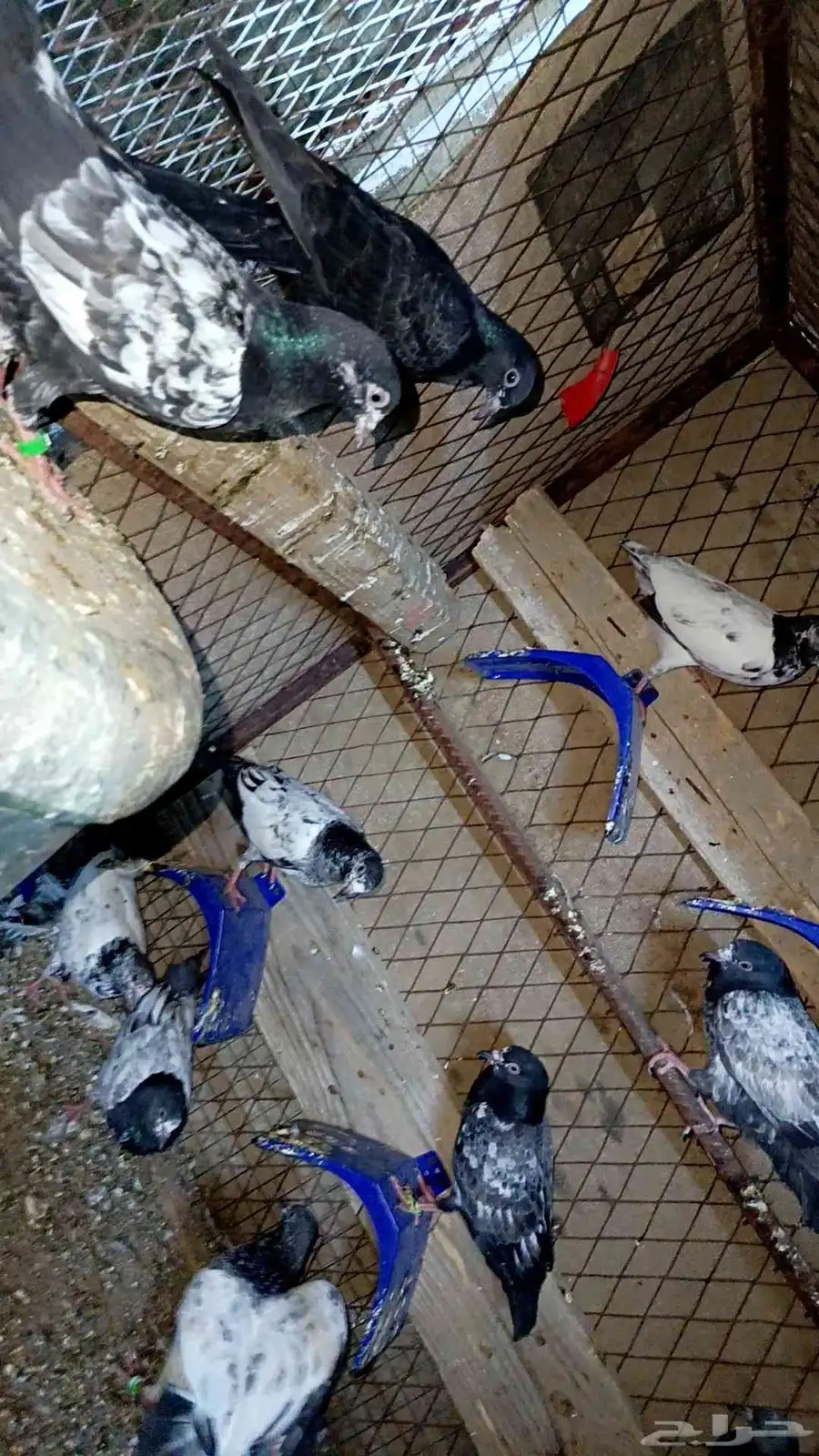طبات باكستاني للبيع 5