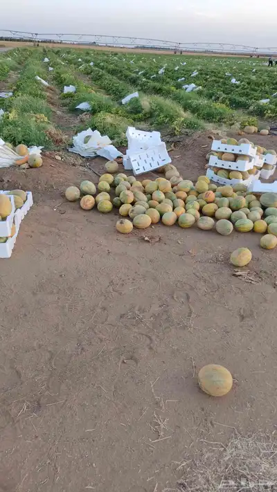 شمام   منقاوي يوميا انتاج حائل 8