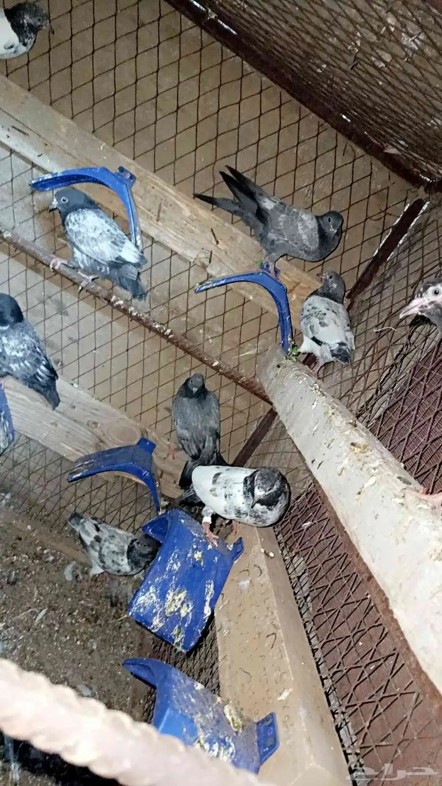 طبات باكستاني للبيع 2