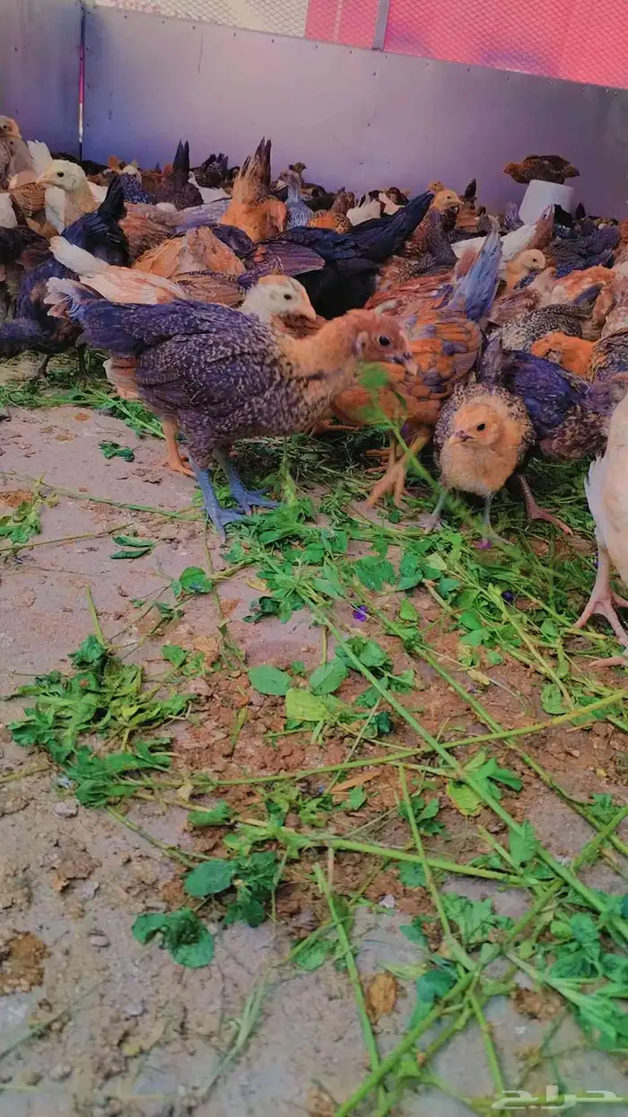 صوص بلدي 5