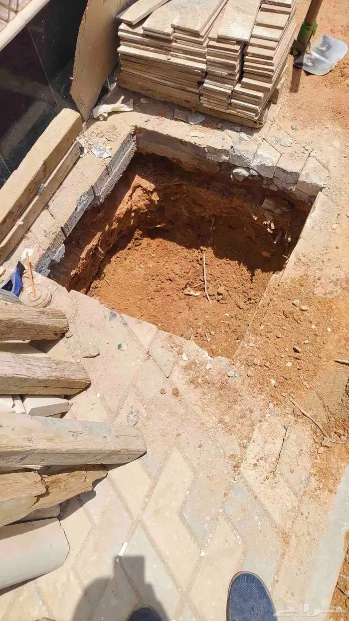 نخل واشنطن زينه امريكي 5