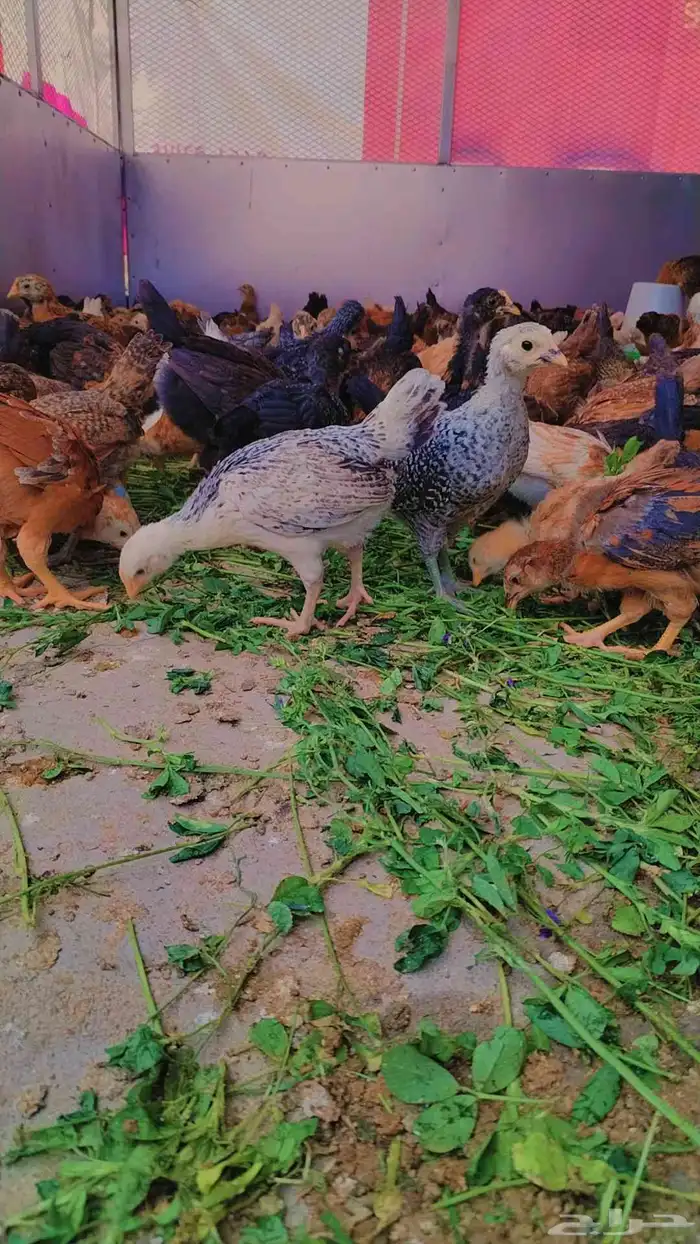 صوص بلدي 2