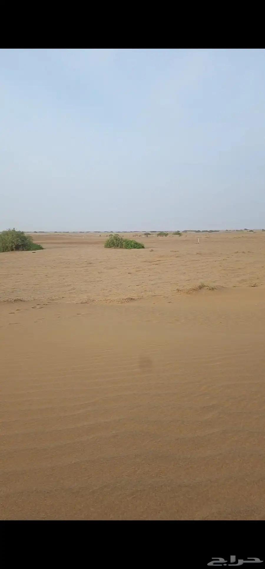 قطعتين زراعيتين متجاورتين سعيد الصوالحه قرية الحصيان بصك 4