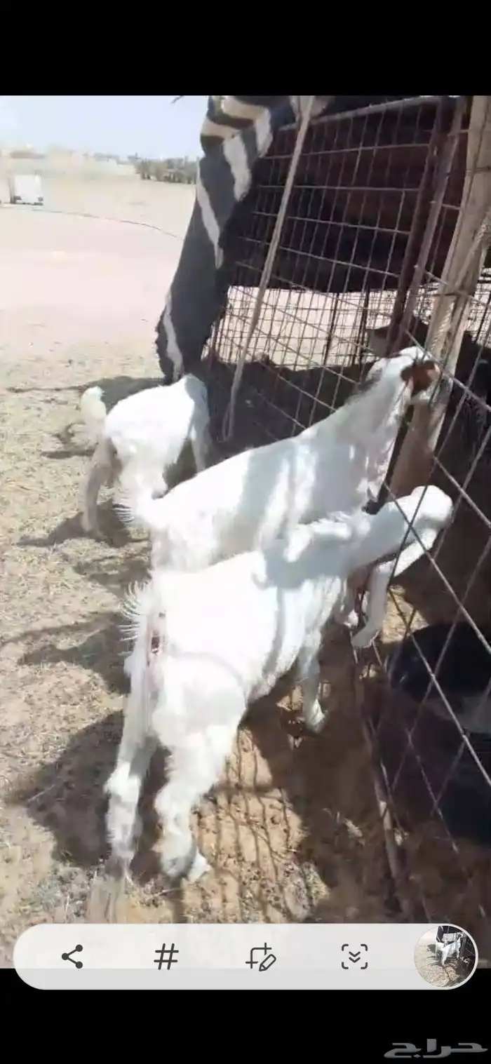 تيوس مطورات 1