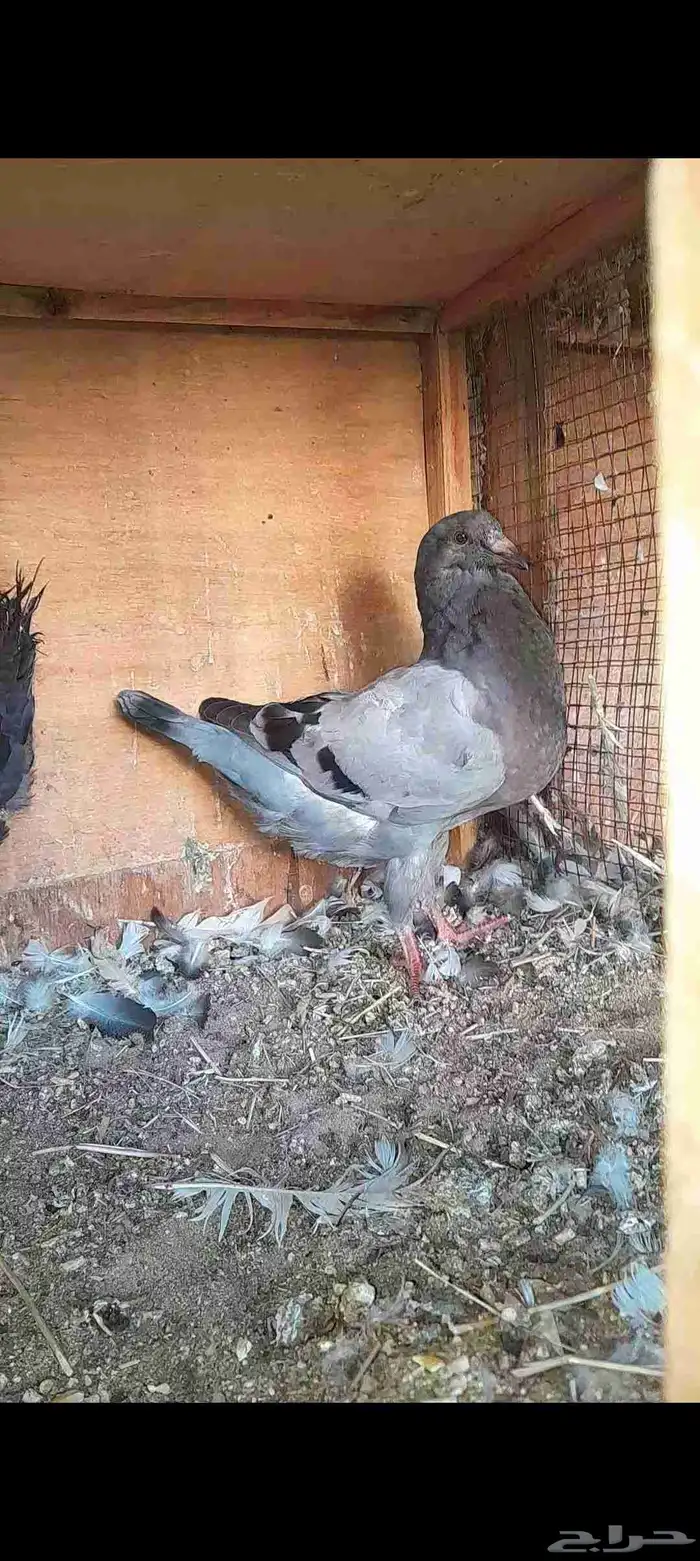 حمام للبيع 0