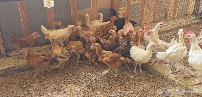 فروخ دجاج مهجن فرنسي 2