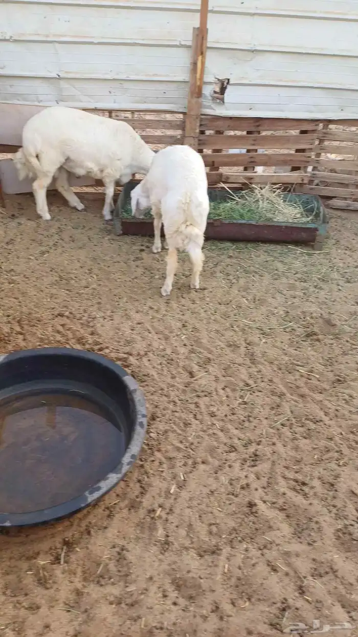 طليان حريه للبيع 4