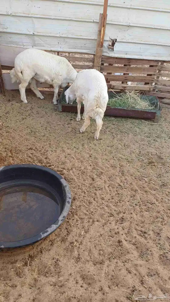 طليان حريه للبيع 5