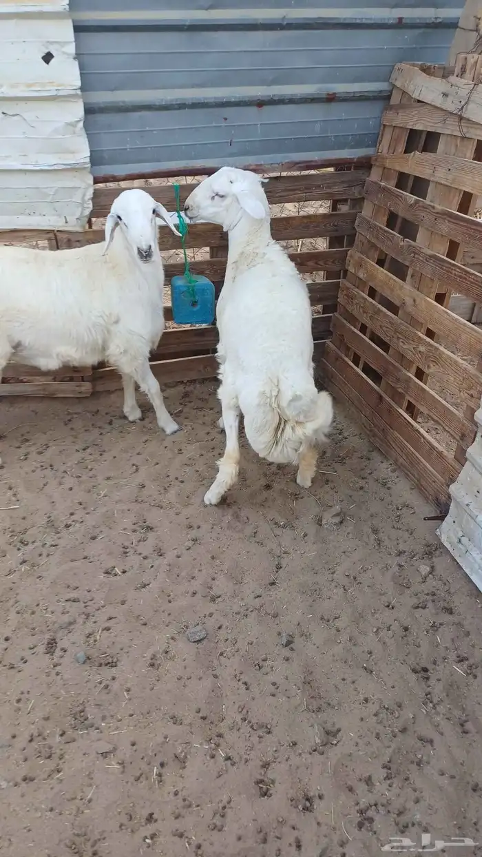 طليان حريه للبيع 0