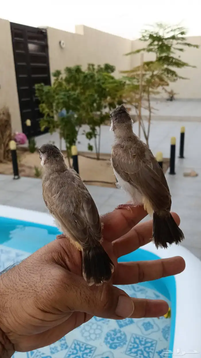 بلابل قريب فطام 4