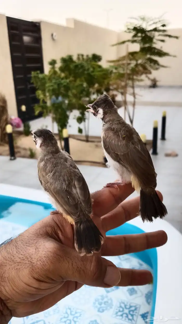 بلابل قريب فطام 0