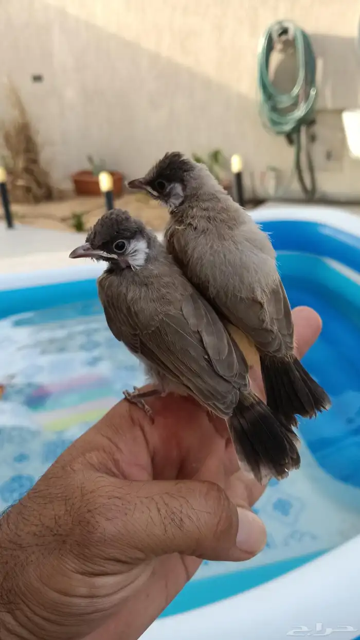 بلابل قريب فطام 5