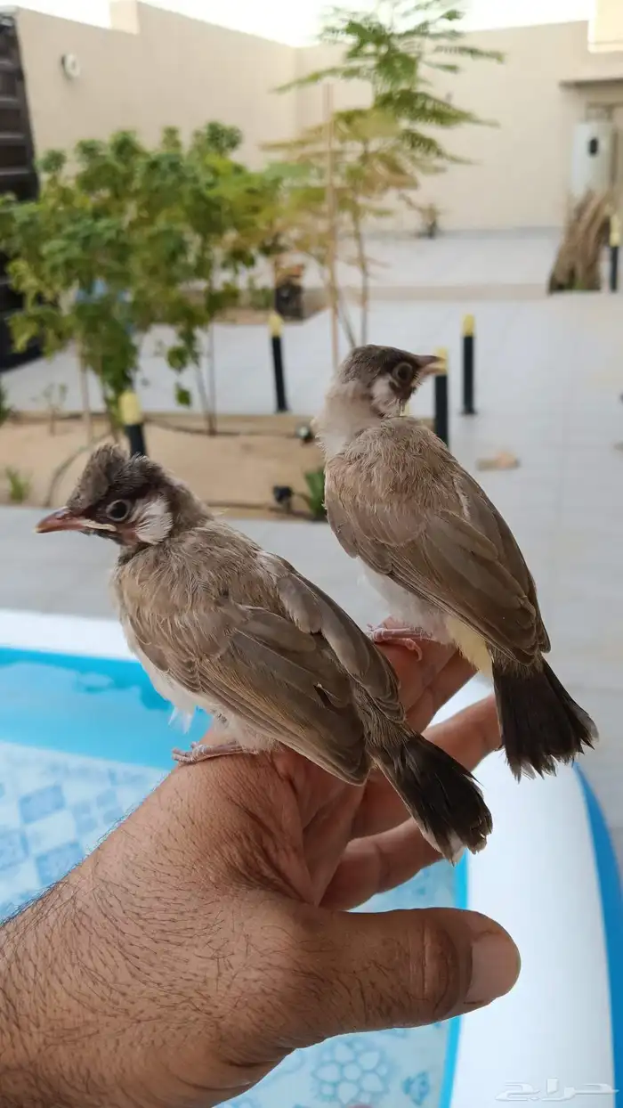 بلابل قريب فطام 6