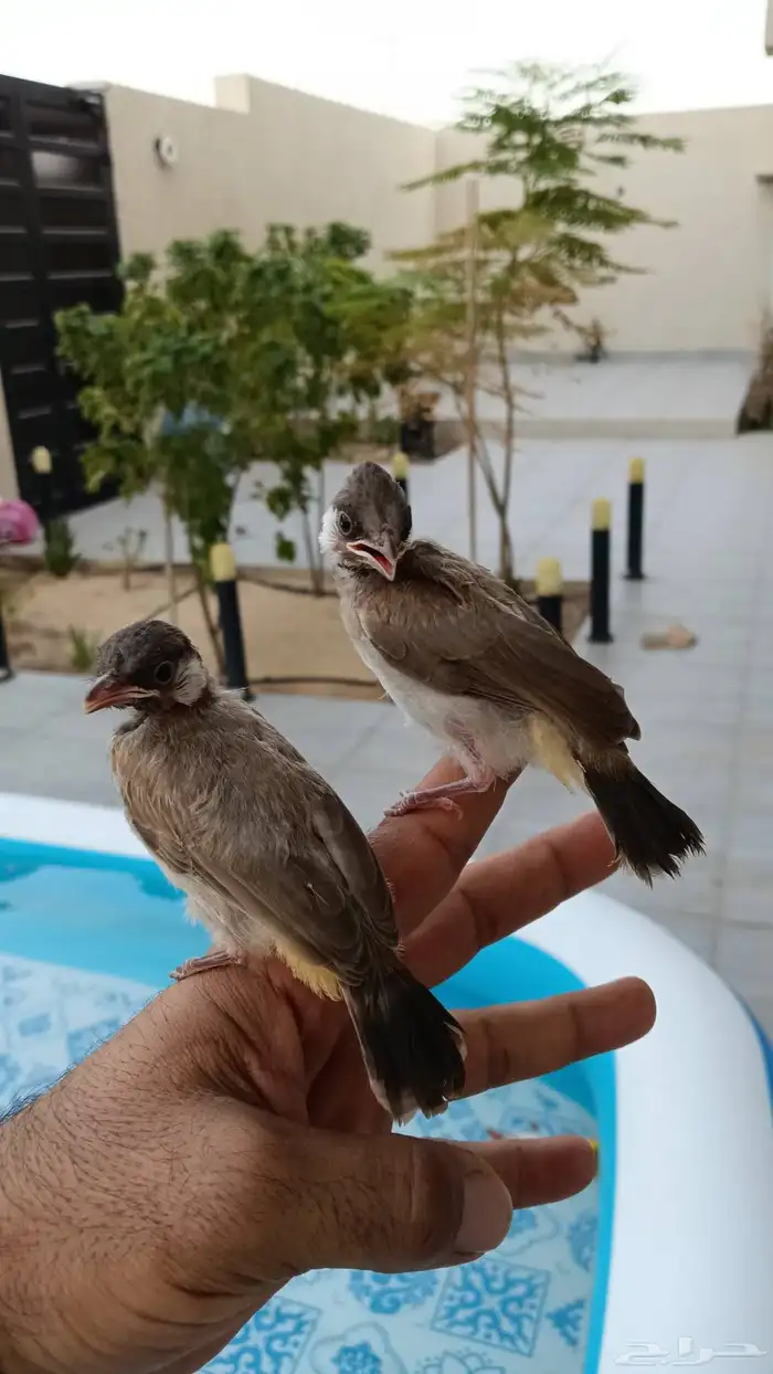 بلابل قريب فطام 7