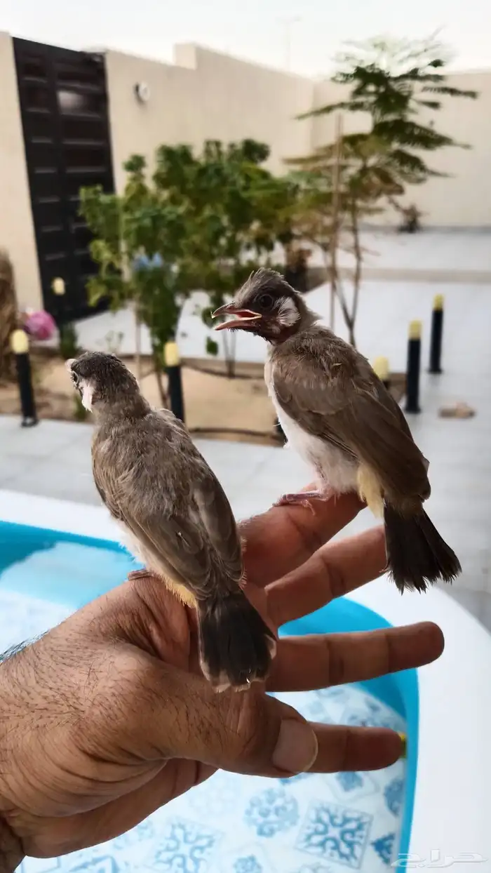 بلابل قريب فطام 3