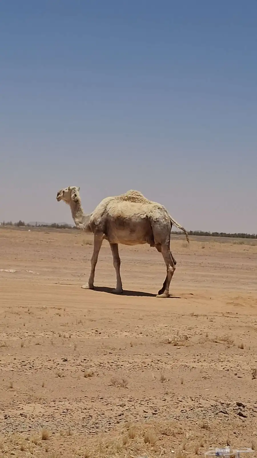 عشاير للبيع 1