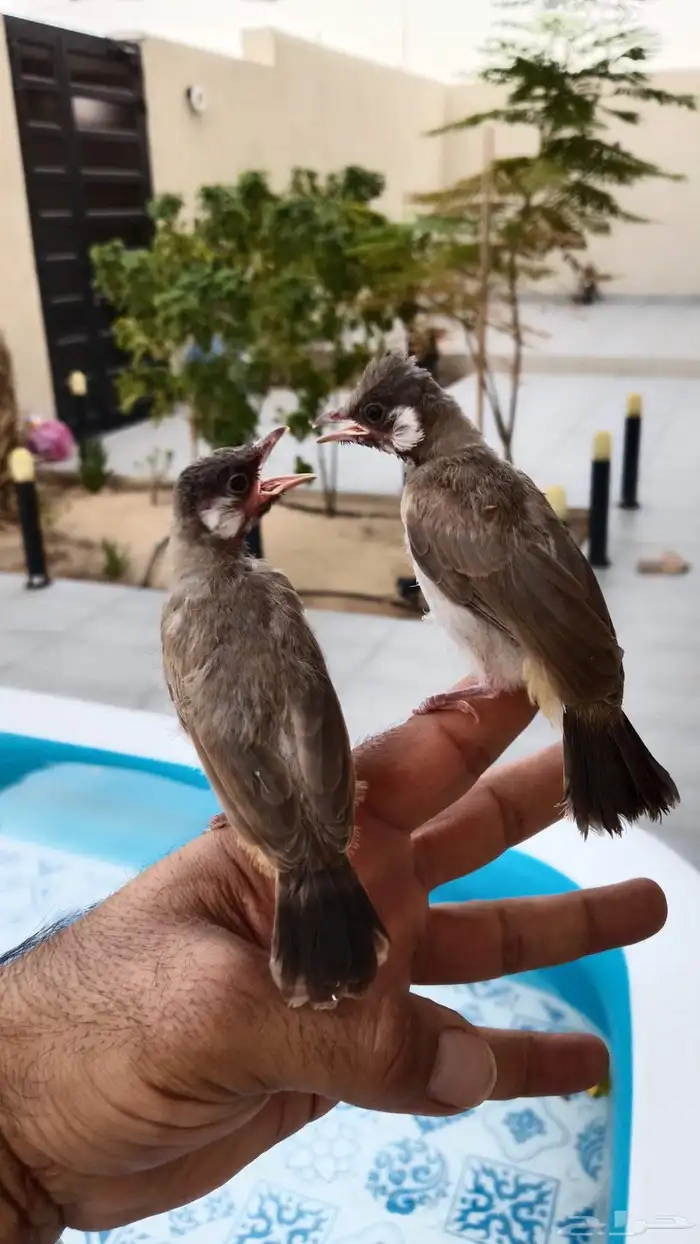 بلابل قريب فطام 2