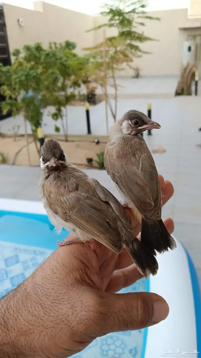 بلابل قريب فطام 8