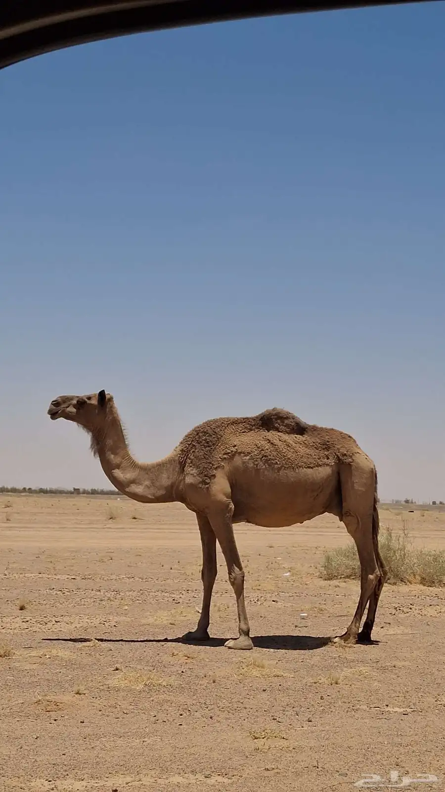 عشاير للبيع 0