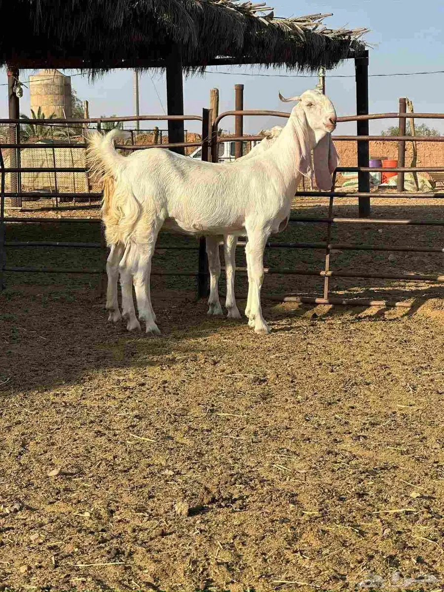 معزاء بيض فواخر 0