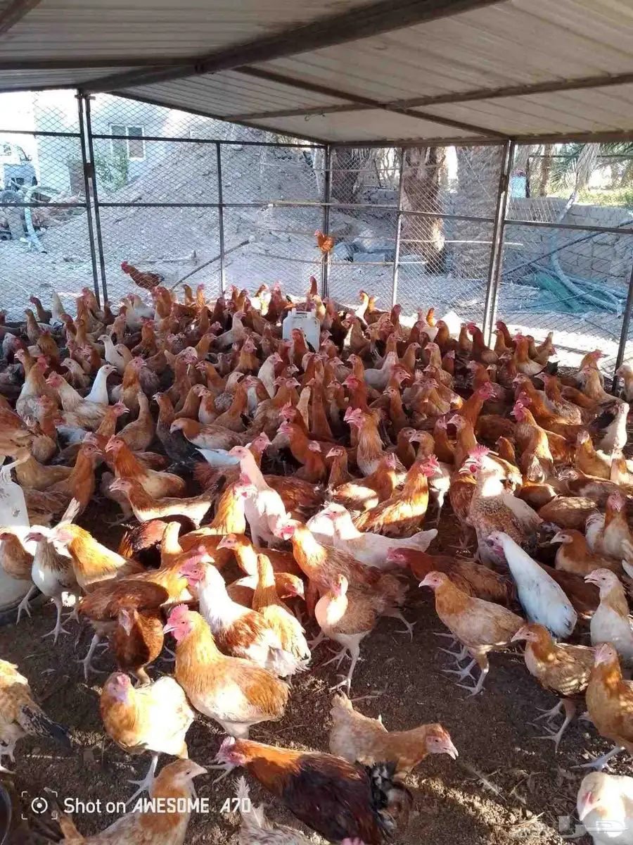 دجاج بلدي بشاير 0