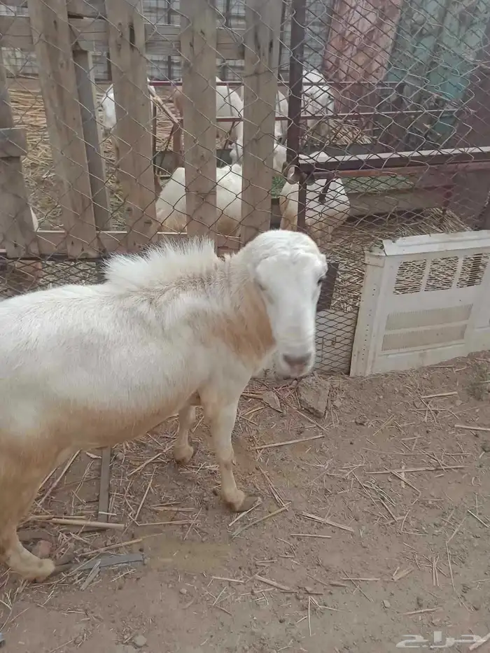 غنم السن ورقتين عمره سنه و نص سعره 2000الرقم 3