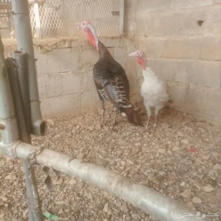 محايل عسير 1