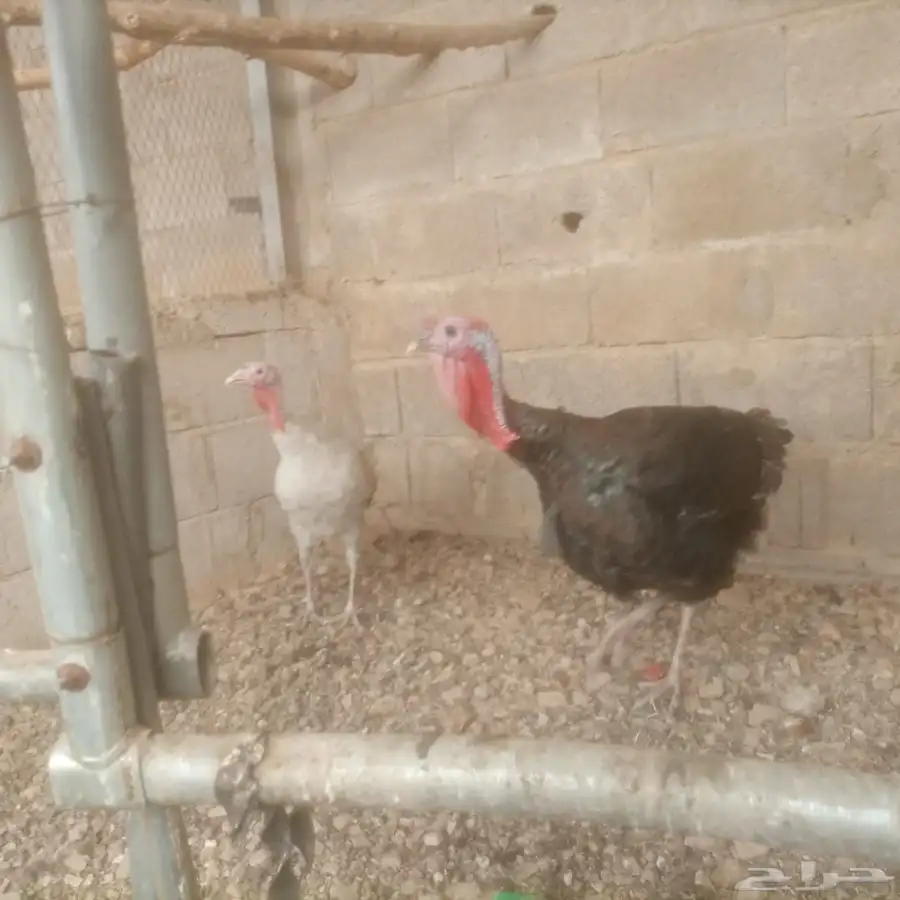 محايل عسير 2