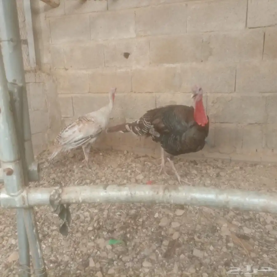 محايل عسير 0